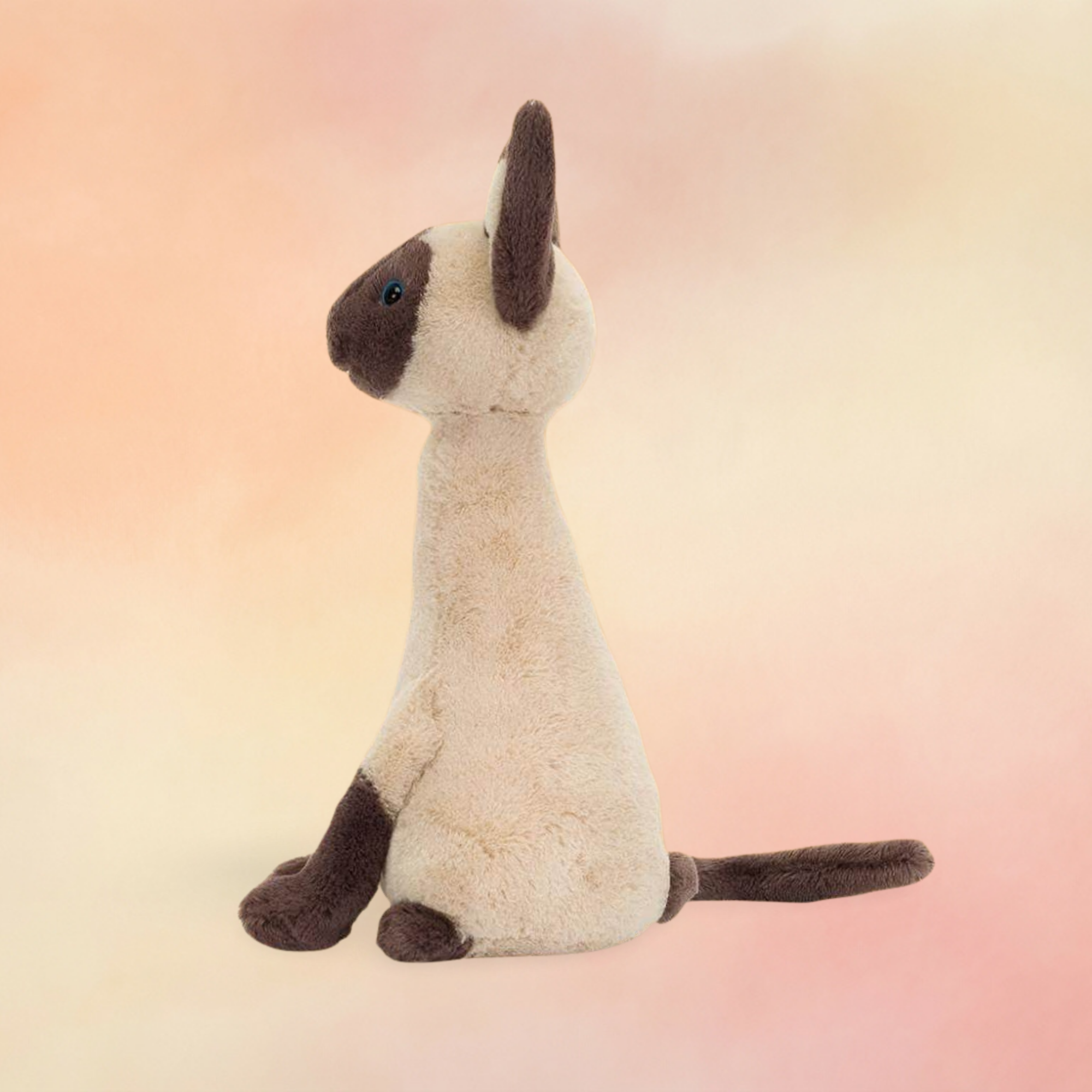 Iris Siamese Cat | Cats & Kittens Collection