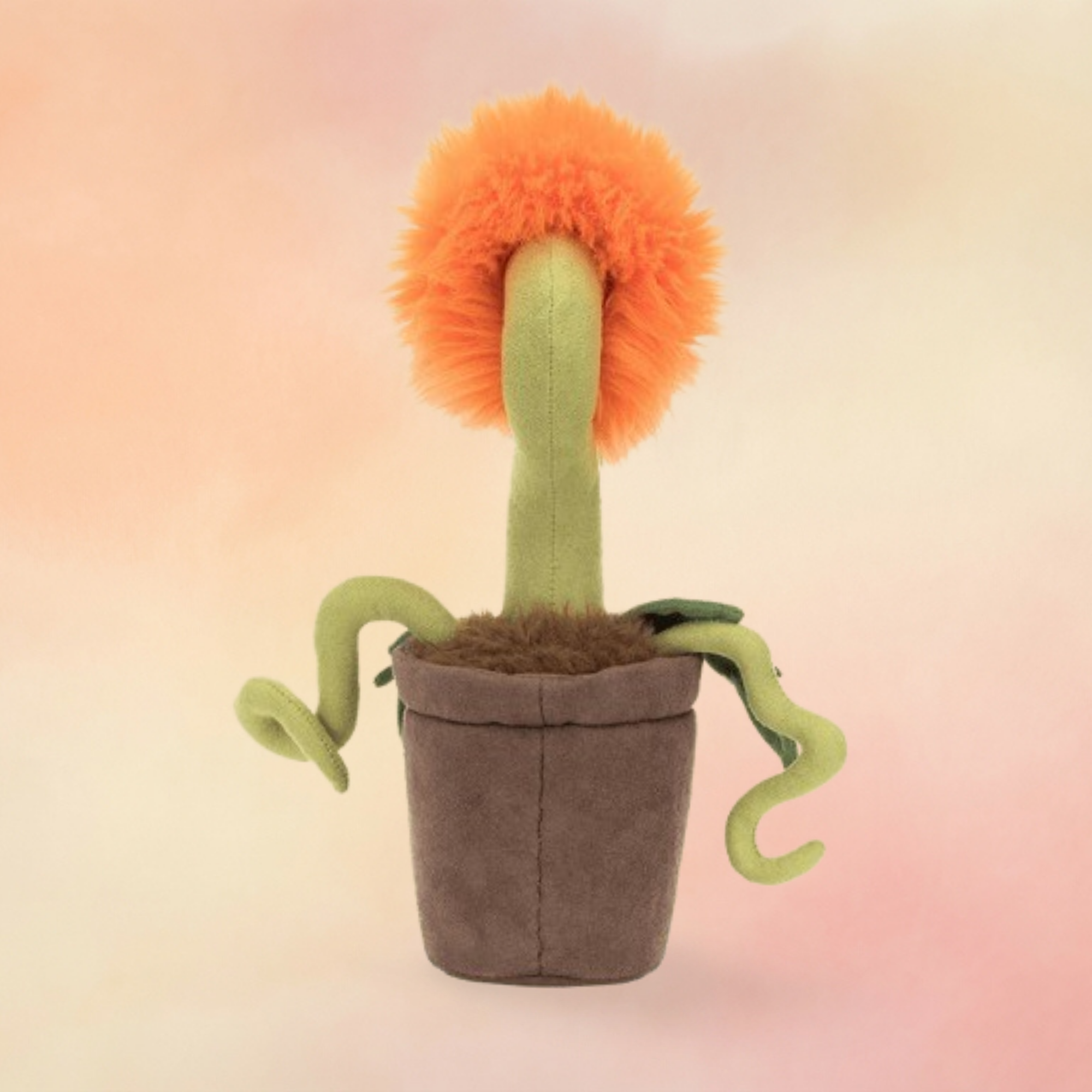 Carniflore Tammie | Amuseables Plants & Woodland